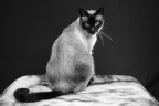 Mia Mia