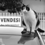 vendesi vendesi