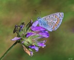 Polyommatus icarus Polyommatus icarus
