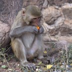 La merenda La merenda