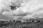 Gli uccelli Gli uccelli