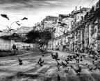 Birds Birds