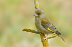 Verdone (Chloris chloris) Verdone (Chloris chloris)
