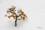 Bonsai Bonsai