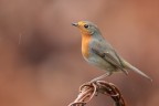 Robin a 6400 Robin a 6400