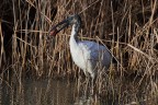 L'Ibis ed il gambero L'Ibis ed il gambero
