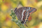 Charaxes jasius.... Charaxes jasius....