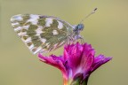Pontia edusa Pontia edusa