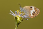 Coenonympha arcania Coenonympha arcania