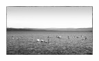 Il mare dei cigni Il mare dei cigni