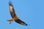 Nibbio reale (Milvus milvus) Nibbio reale (Milvus milvus)