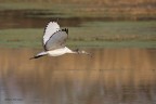 Ibis sacro (Threskiornis aethiopicus) Ibis sacro (Threskiornis aethiopicus)