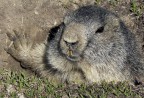 Marmotta Marmotta