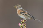 una peppola non fa' primavera una peppola non fa' primavera