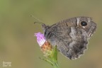 Hypparchia Hypparchia
