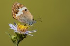 Coenonympha arcania Coenonympha arcania