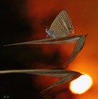 Lampides boeticus al tramonto