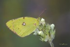 Colias crocea