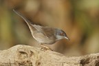 Occhiocotto femmina Occhiocotto femmina