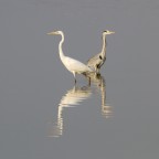 Il Bianco e il Cenerino