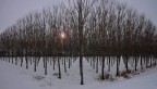 pioppeto innevato pioppeto innevato