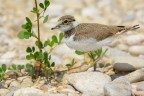 Giovanedi Corriere piccolo (Charadrius dubius) Giovanedi Corriere piccolo (Charadrius dubius)