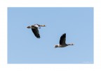 Oche cenerine in volo Oche cenerine in volo