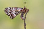 Zerynthia polyxena Zerynthia polyxena
