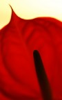 Rouge et noir Rouge et noir