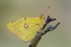 Colias Colias