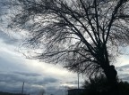 Albero Albero