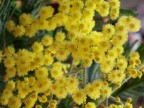 mimosa mimosa