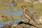 Stiaccino (Saxicola rubetra) Stiaccino (Saxicola rubetra)