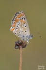 Aricia agestis Aricia agestis