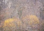 Impressioni Nevose Impressioni Nevose