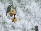 Con il freddo e la neve la paura cala Con il freddo e la neve la paura cala