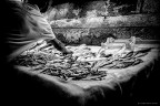 Mercato storico del pesce, Catania 2017 Mercato storico del pesce, Catania 2017