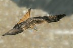 Nibbio reale (Milvus milvus) Nibbio reale (Milvus milvus)