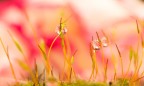 Drops in the little world Drops in the little world