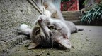 Gatto Gatto