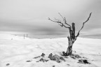 Solitario, o forse no Solitario, o forse no