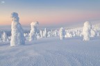 Frozen trees Frozen trees