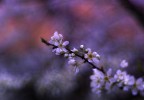 Sembrava Primavera .. Sembrava Primavera ..
