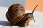 lumaca lumaca