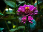 Fiore Fiore
