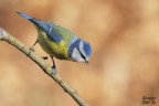 Cinciallegra Cinciallegra
