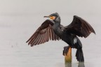 cormorano.... cormorano....