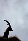 Silhouette stambecco