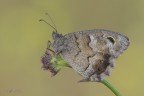 Hipparchia statilinus Hipparchia statilinus