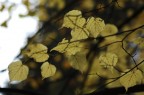 Autunno Autunno